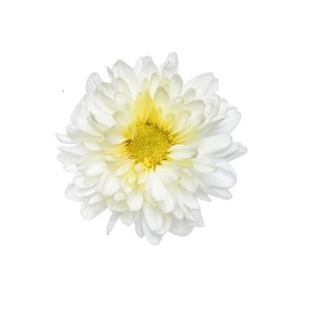 Fresh Shevanti Flower White 100 g